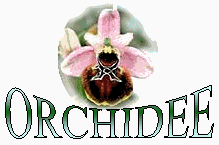 branches/DOC/ORCHIDEE/DOC/logo_orchidee.png